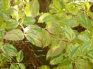 lonicera Mint Crisp