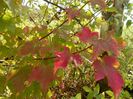 acer rubrum October Glory