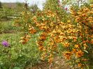 pyracantha Soleil d'Or