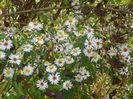 aster din padure