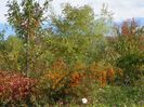 autumn jungle