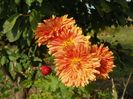 chrysanthemum Kleiner Bernstein