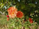 chrysanthemum Kleiner Bernstein
