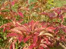 paeonia Dancing Butterflies