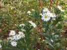 aster ageratoides Ashvi