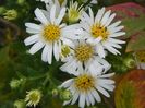 aster ageratoides Ashvi