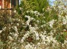 aster ericoides Schneetanne