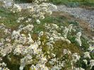 aster ericoides Schneetanne