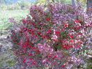 berberis Admiration