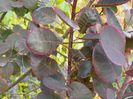 cotinus coggyria Royal Purple