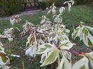 cornus controversa Variegata