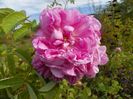 Autumn Damask