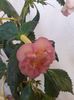 YELLOW ENGLISH ROSE