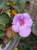 thumbnail - 2019-10-10T180047.598