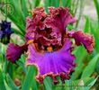 Granatovaia_Druza_1.9f96787a4e8cf0f3d0e15de8cd753d7e[1]