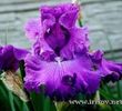 New_Renaissance_1a.01d08deb19be7db87a60d430dae0816f[1]