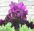 Ruby_Royal_5.8ee0a800aac884fa5f410806e64386c9[1]