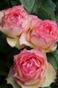 rosa_jalitah_island_rose_slab parfum 80cm