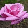 rosa-eminence-violet-trandafir-teahibrid-70 100cm parfumat