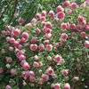 Rosa_Climbing_Eden_Bush_neparfumat_5m