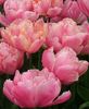 tulip_peony_pink_10b_extra