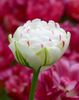 tulip-danceline-5b_grande