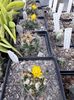 Weingartia lanata