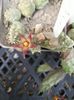 Piaranthus geminatus v  foetidus