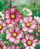 Cosmos 'candy Stripe'