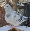 IMG-20191011-WA0007