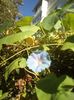 5 Zorele bleu (Ipomoea)