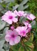 Phlox