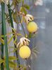 Fructe passiflora caerulea