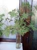 Citronella Scented Pelargonium rezervat
