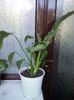 Spathiphyllum