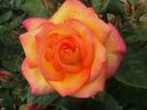 orig_trandafir-floribunda-double-perfume-ciumbrud-plant_1