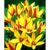 Lalele Cynthia (Tulip)