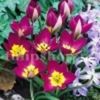 Lalele Eastern Star (Tulip)