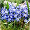 Viorea Forbesi Blue (Chionodoxa