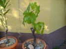 Vita de vie, bonsai
