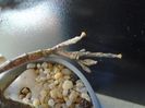 Euphorbia platyclada, flori