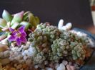 Anacampseros filamentosa ssp. namaquensis