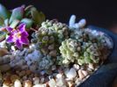 Anacampseros filamentosa ssp. namaquensis