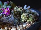 Anacampseros filamentosa ssp. namaquensis