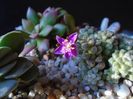 Anacampseros filamentosa ssp. namaquensis