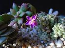 Anacampseros filamentosa ssp. namaquensis