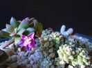 Anacampseros filamentosa ssp. namaquensis