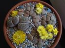 Lithops
