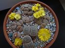 Lithops