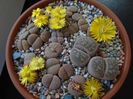Lithops
